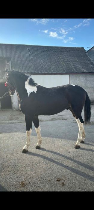 Sprzedam konie koniki konia ogiera