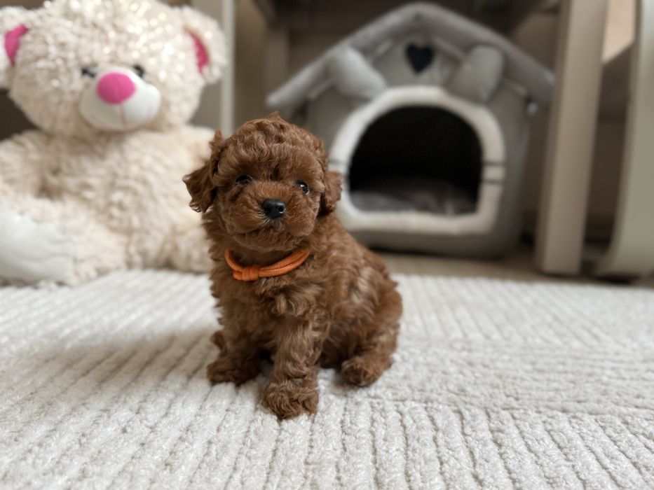 Pudel toy red ( red brown),  xxs, teacup malutkie suczki