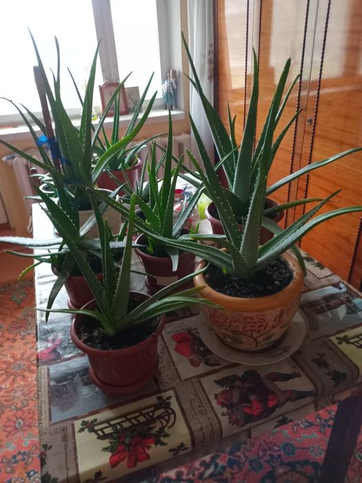 Продам алое вера лікувальний вазон 3 річний і старше.