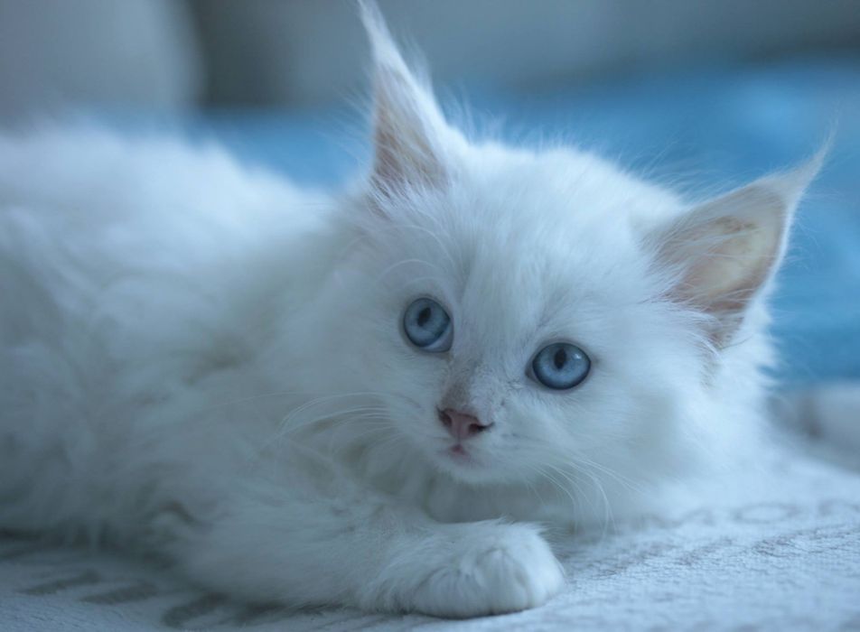 Зимова сніжинка з блакитними очима