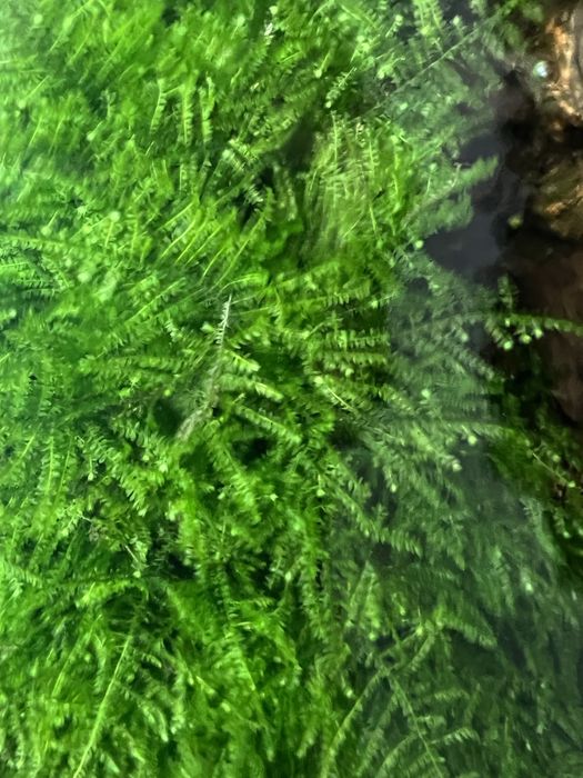 Porção de Musgo java