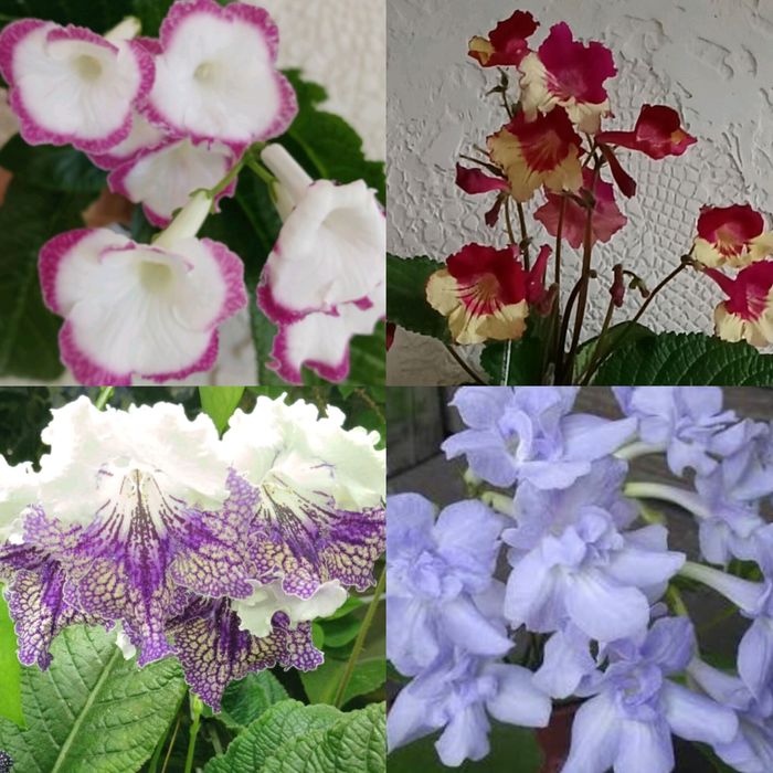 Стрептокарпуси стартери