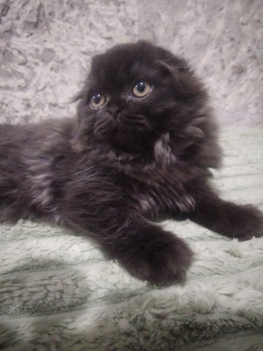 Шотландський красунчик