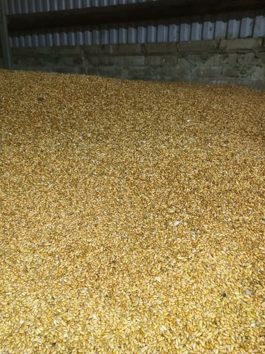 Zboże przenżyto ozime