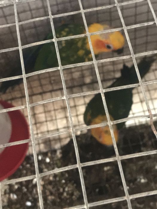 Aves para ceder papagaio senegal