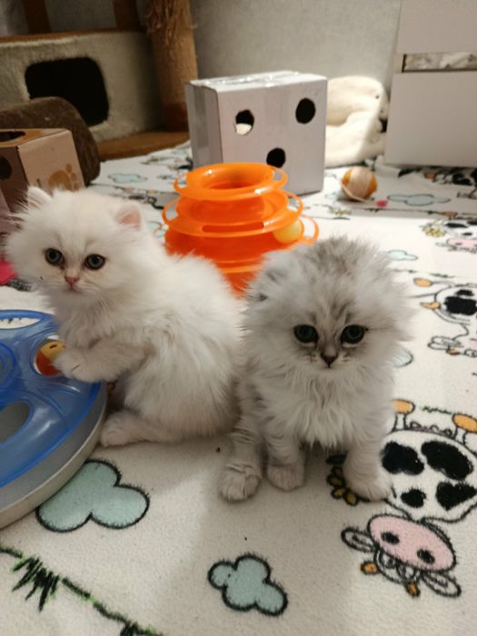 Мальчик перс-шиншилла