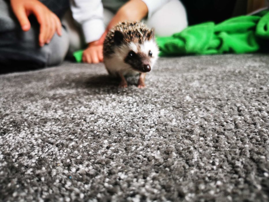 Jeżyk pigmejski(samiec) 400 zł