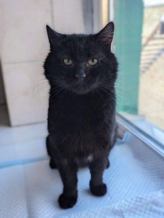 РОБЕРТ/БОБ шукає родину в Києві. (Орієнтовно 2 роки)