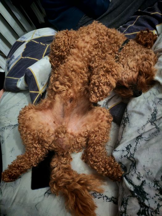 Той пудель вязка, ищет невесту, пудель карликовый вязка, редбраун