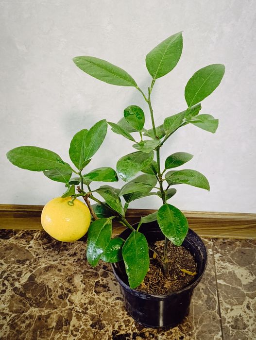 Грейпфрут саженцы