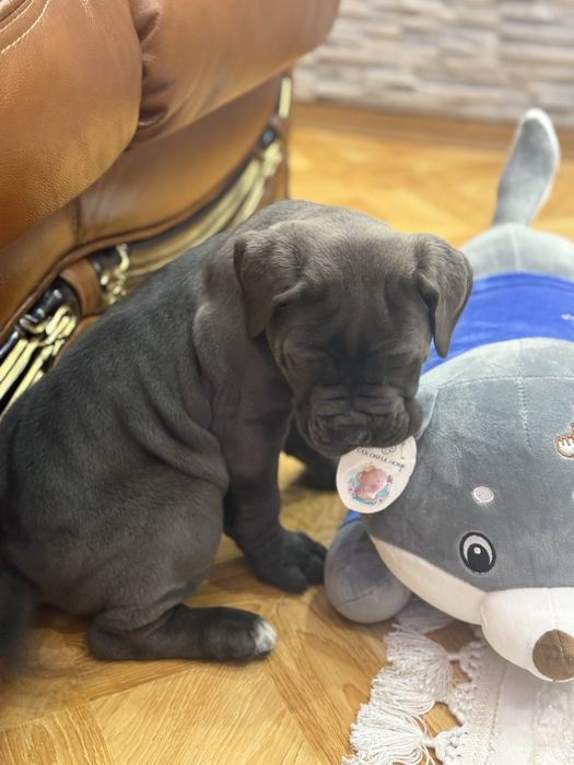 Крутезна дівчинка Мішелька-Cane corso