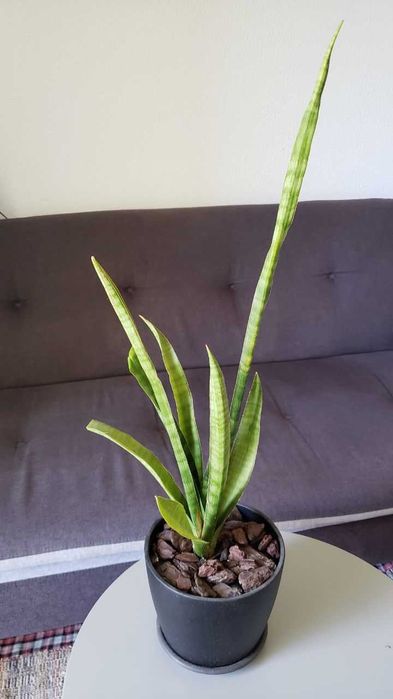 Espada de São Jorge