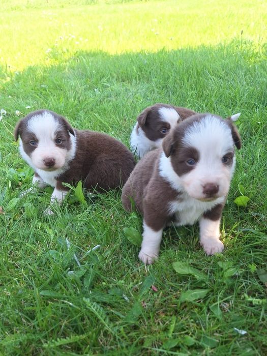 Border Collie  Śliczna Czekoladowo-Biała dziewczynka