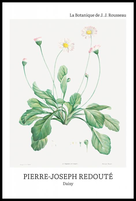 Plakat 61x91,5cm Design Daisy, Redoute Vintage do Salonu