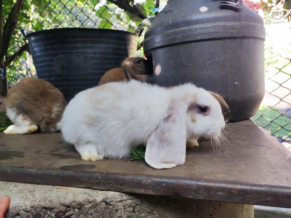 Кролі породи французький баран