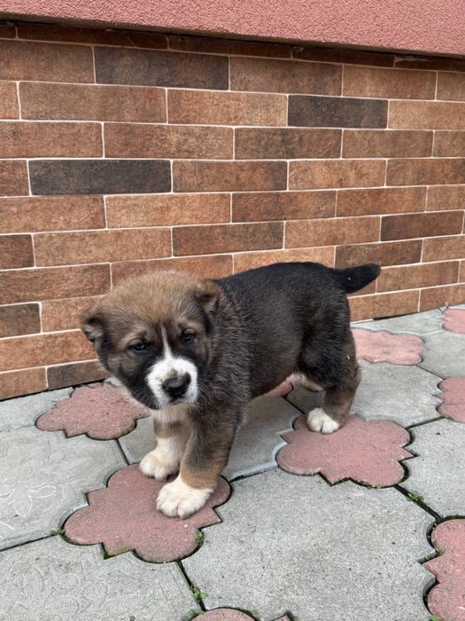 цуценята Алабай, середньоазіатська вівчарка