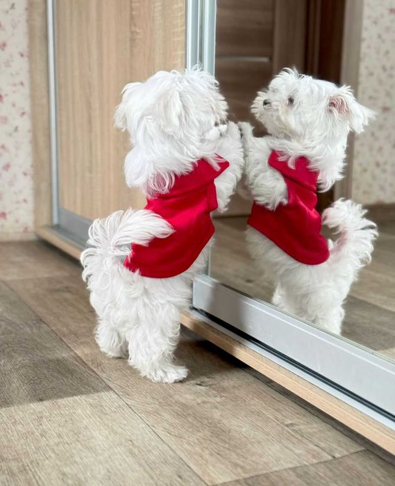 супер хлопчик мальтезе КСУ