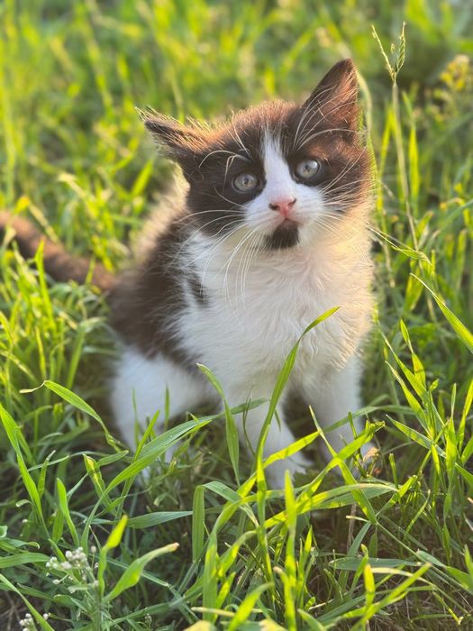 Гарні кошенята в доборі руки безкоштовно