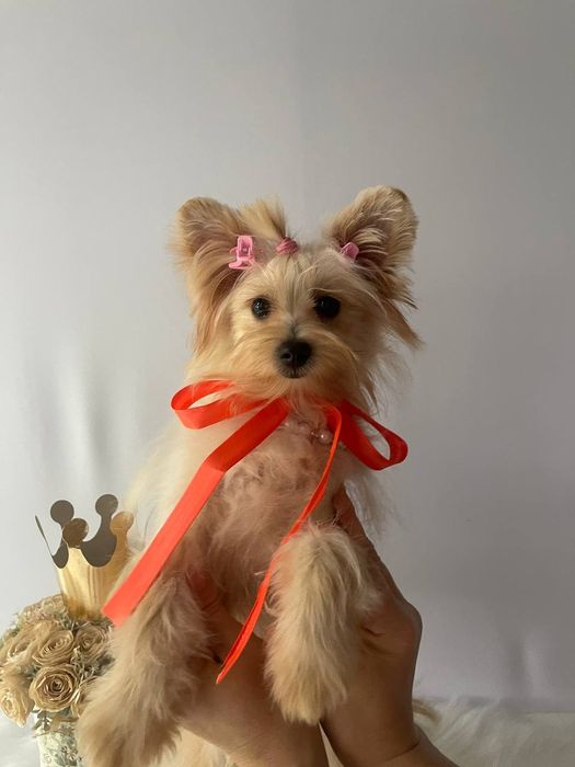 Всього 3 Чарівні Помапу