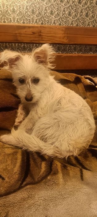 Собачка китайской хохлатой, пуховка ищет семью