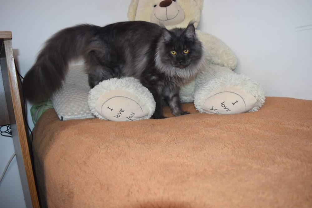 Мейн-Кун кошечка