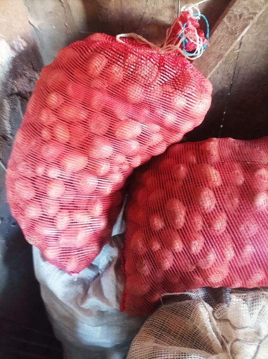 Ziemniaki jadalne VEGA