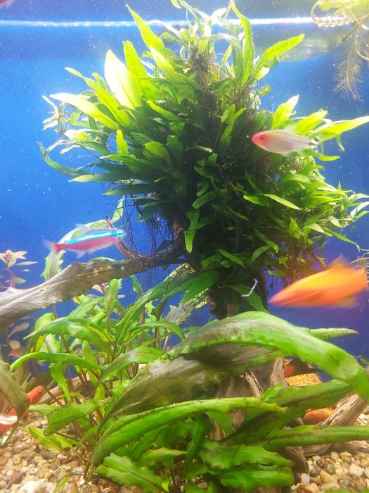 Microsorium Mini