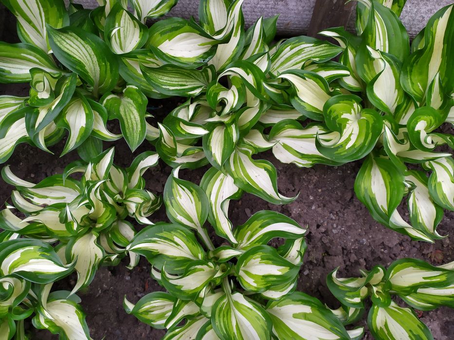 Коврики на гірку, хоста, армерія, примула, кам'яна роза молодило.