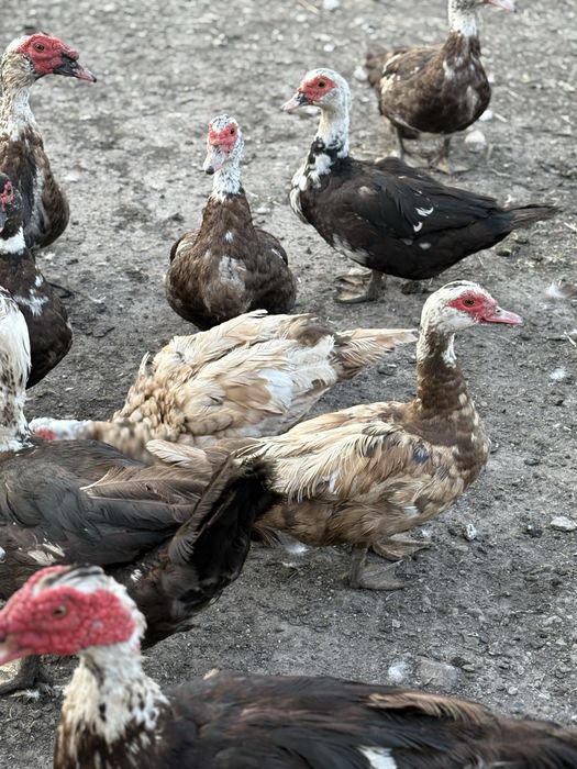 Індокачки 500 грн.