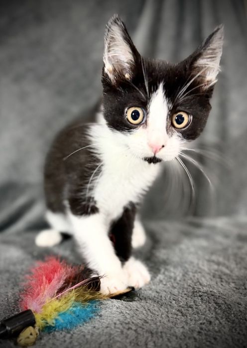 котик в добрі руки