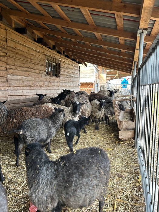 Продам овець баранів