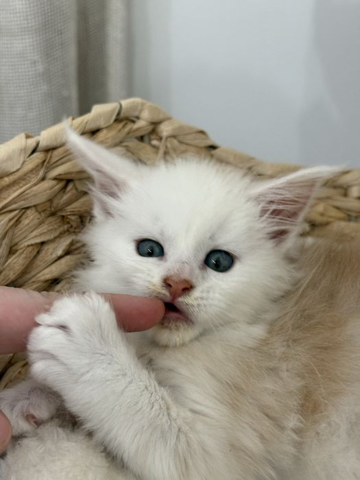 Kociak Coco rasy Maine Coon