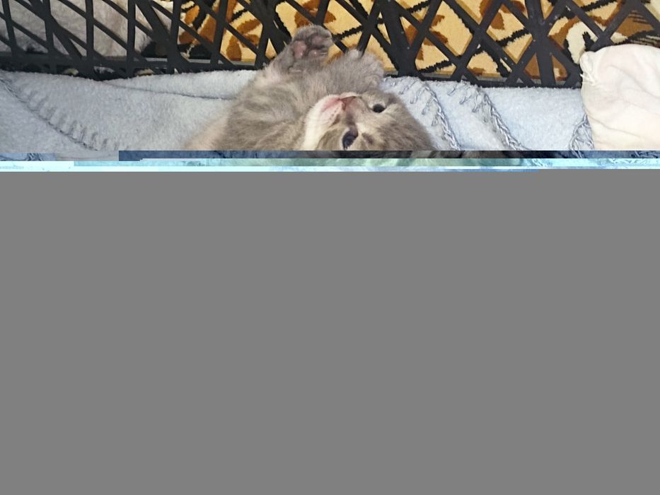 Котята Шотландські, доставка є