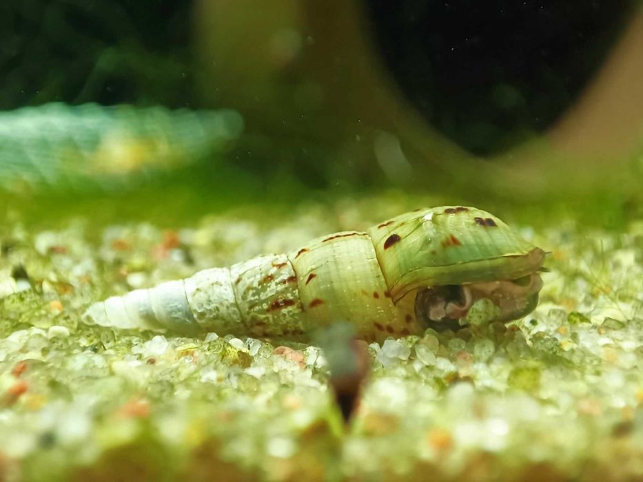 Ślimak świderek ...