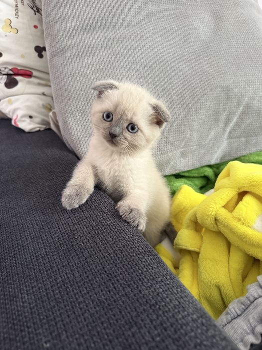 Шотландське кошеня