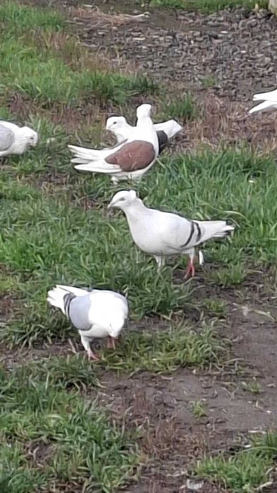 ptaki gołębie rasowe