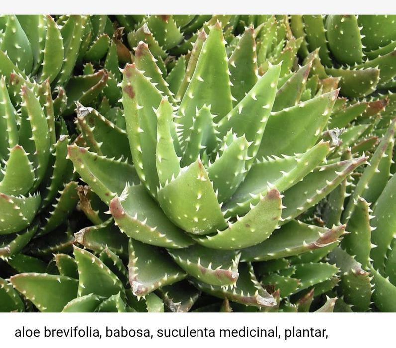 Suculenta. Cacto brevifolia. Planta medicinal. Família espécie Aloe Vera.
