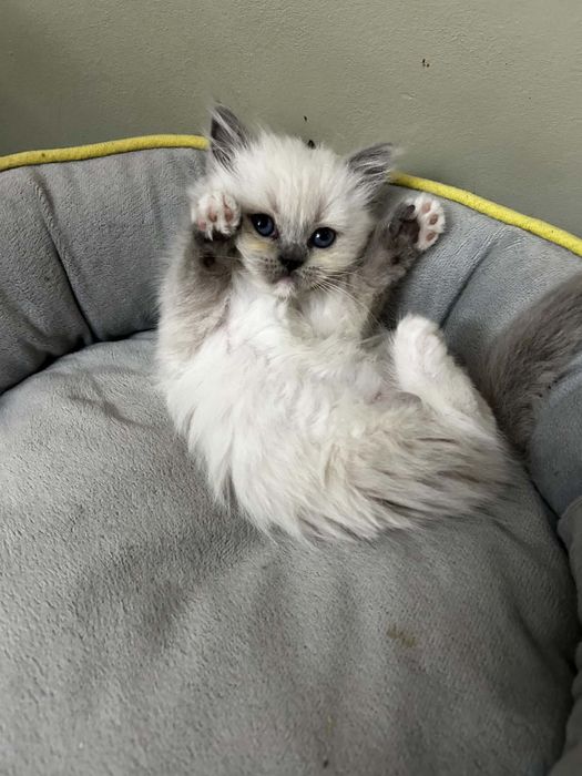 Ragdoll Blue mitted