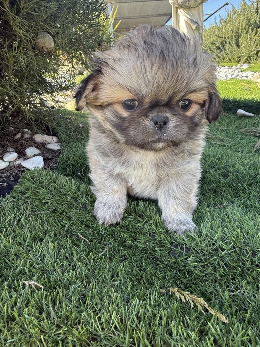 Piquenes maravilhosa exelente linhagem menina