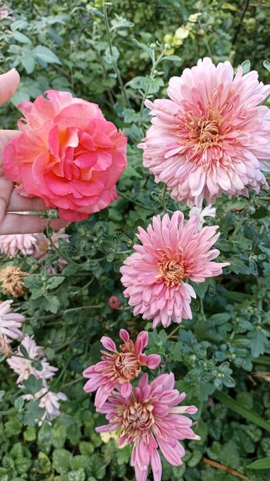 Літні хризантеми