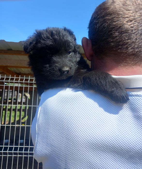 Owczarek Niemiecki Długowłosy