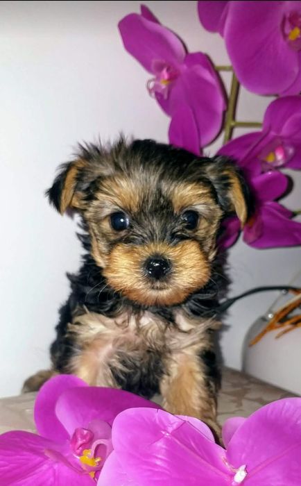 Sprzedam  śliczne yorki