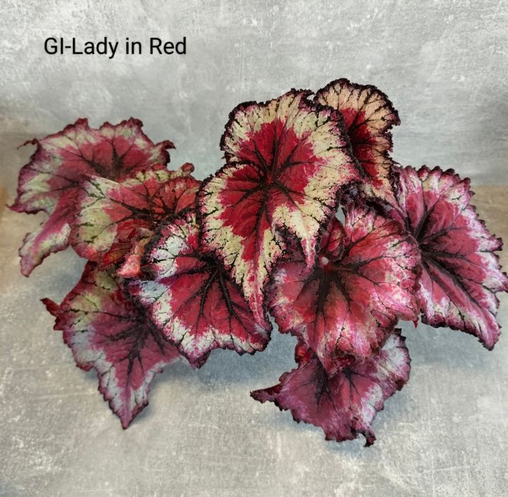 Бегонія сортові дітки