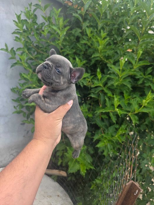 Bulldog frances blue brindle femea