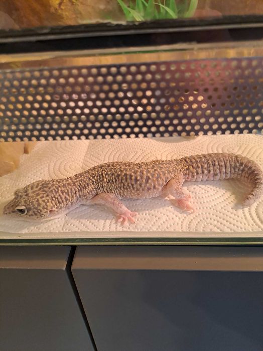 Terarium z gekonami