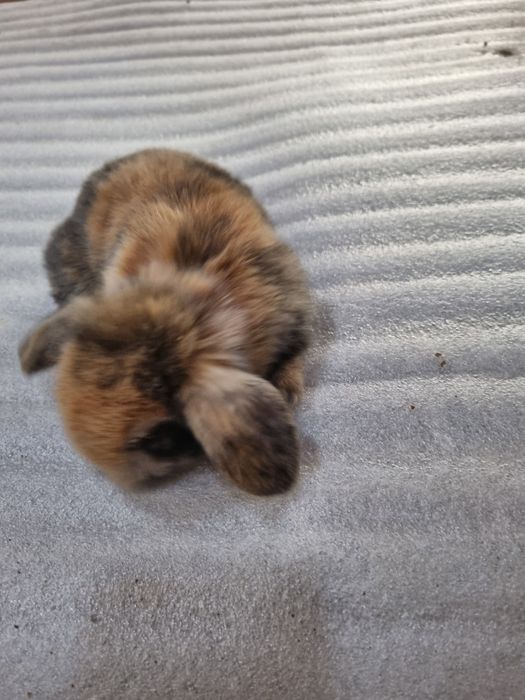 Kit coelhos anoes mini lop(orelhudos) puros e mini holandes no criador