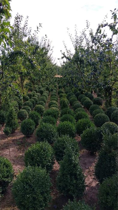 Самшит куля (Buxus) – декоративні сформовані рослини