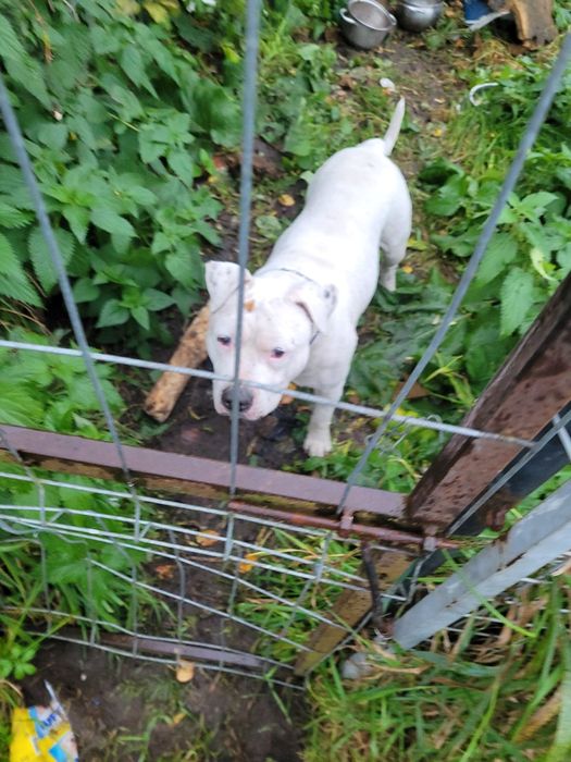 Odam amstafa za darmo