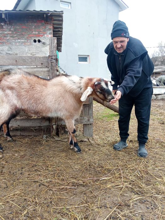 Продам Нубийского козла