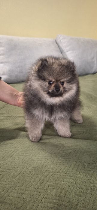 SPITZ  (lulu de pomerania)